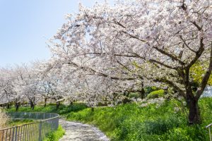 細口池公園、桜・水仙、3月春の花、名古屋市天白区の観光・撮影スポットの名所