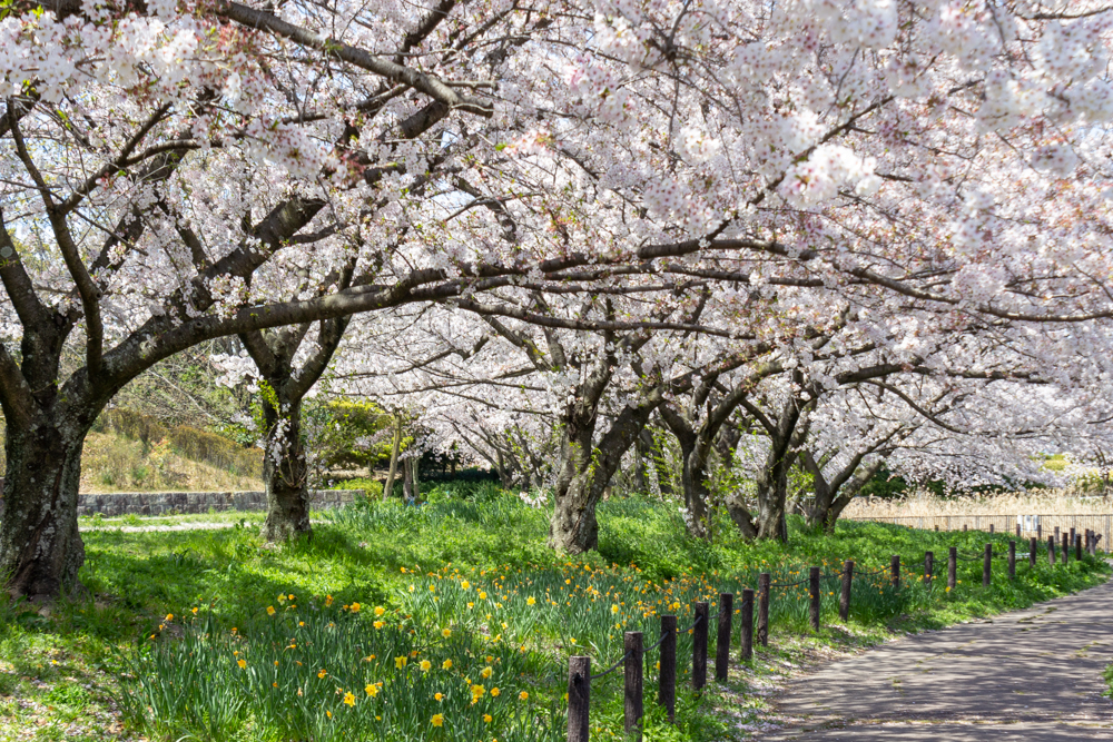 細口池公園、桜・水仙、3月春の花、名古屋市天白区の観光・撮影スポットの名所