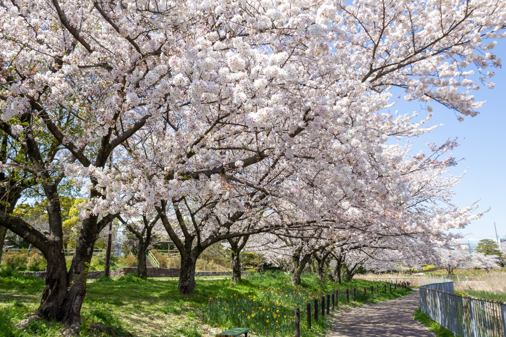 細口池公園、桜・水仙、3月春の花、名古屋市天白区の観光・撮影スポットの名所