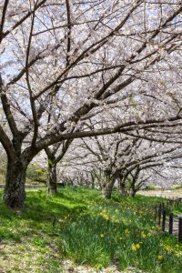 細口池公園、桜・水仙、3月春の花、名古屋市天白区の観光・撮影スポットの名所