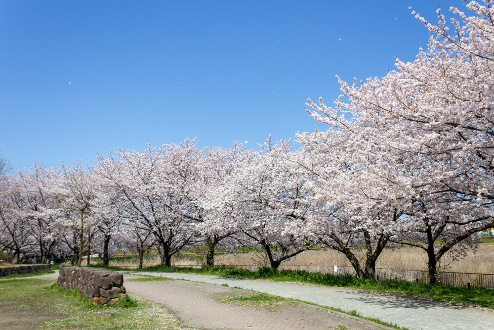 細口池公園、桜、3月春の花、名古屋市天白区の観光・撮影スポットの名所