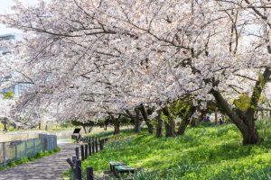細口池公園、桜・水仙、3月春の花、名古屋市天白区の観光・撮影スポットの名所