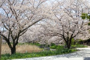 細口池公園、桜、3月春の花、名古屋市天白区の観光・撮影スポットの名所細口池公園、桜、3月春の花、名古屋市天白区の観光・撮影スポットの名所
