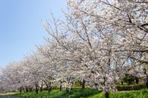 細口池公園、桜、3月春の花、名古屋市天白区の観光・撮影スポットの名所細口池公園、桜、3月春の花、名古屋市天白区の観光・撮影スポットの名所