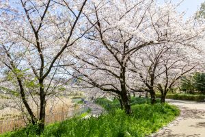 細口池公園、桜・水仙、3月春の花、名古屋市天白区の観光・細口池公園、桜・水仙、3月春の花、名古屋市天白区の観光・撮影スポットの名所