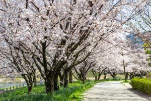 細口池公園、桜・水仙、3月春の花、名古屋市天白区の観光・撮影スポットの名所