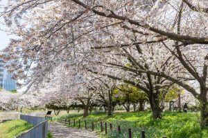 細口池公園、桜・水仙、3月春の花、名古屋市天白区の観光・撮影スポットの名所