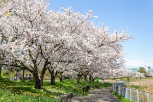 細口池公園、桜・水仙、3月春の花、名古屋市天白区の観光・撮影スポットの名所