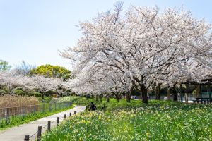 細口池公園、桜・水仙、3月春の花、名古屋市天白区の観光・撮影スポットの名所