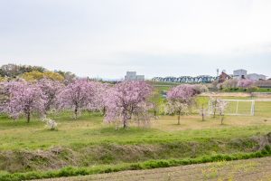 糸貫川グランド、しだれ桜、4月春の花、岐阜県瑞穂市の観光・撮影スポットの名所