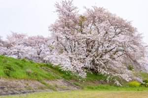 糸貫川グランド、しだれ桜、4月春の花、岐阜県瑞穂市の観光・撮影スポットの名所