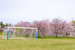 糸貫川グランド、しだれ桜、4月春の花、岐阜県瑞穂市の観光・撮影スポットの名所