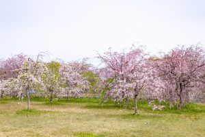 糸貫川グランド、しだれ桜、4月春の花、岐阜県瑞穂市の観光・撮影スポットの名所