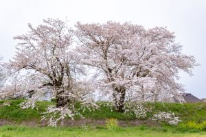 糸貫川グランド、しだれ桜、4月春の花、岐阜県瑞穂市の観光・撮影スポットの名所