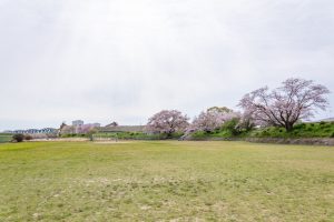 糸貫川グランド、しだれ桜、4月春の花、岐阜県瑞穂市の観光・撮影スポットの名所