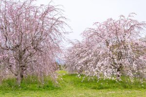 糸貫川グランド、しだれ桜、4月春の花、岐阜県瑞穂市の観光・撮影スポットの名所