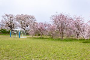 糸貫川グランド、しだれ桜、4月春の花、岐阜県瑞穂市の観光・撮影スポットの名所