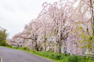 糸貫川グランド、しだれ桜、4月春の花、岐阜県瑞穂市の観光・撮影スポットの名所