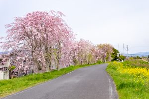 糸貫川グランド、しだれ桜、4月春の花、岐阜県瑞穂市の観光・撮影スポットの名所
