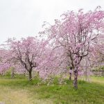 糸貫川グランド、しだれ桜、4月春の花、岐阜県瑞穂市の観光・撮影スポットの名所