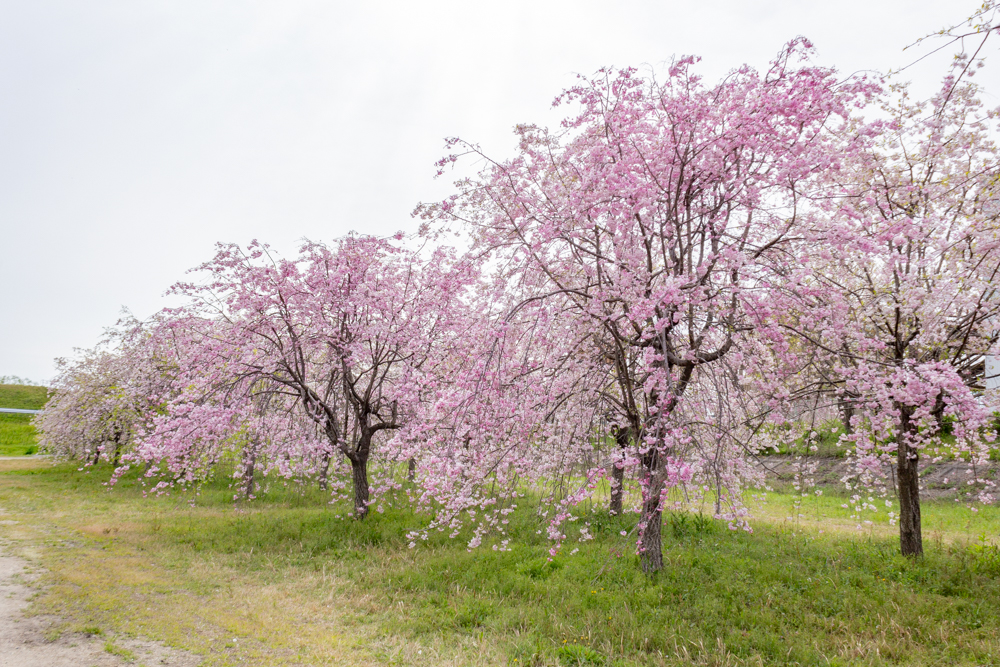 糸貫川グランド、しだれ桜、4月春の花、岐阜県瑞穂市の観光・撮影スポットの名所