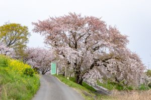 糸貫川グランド、しだれ桜、4月春の花、岐阜県瑞穂市の観光・撮影スポットの名所