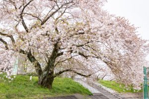 糸貫川グランド、しだれ桜、4月春の花、岐阜県瑞穂市の観光・撮影スポットの名所