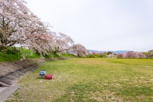 糸貫川グランド、しだれ桜、4月春の花、岐阜県瑞穂市の観光・撮影スポットの名所
