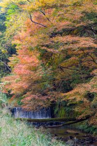 岩屋堂公園、紅葉、11月、愛知県瀬戸市の観光・撮影スポットの画像と写真