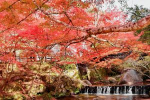 岩屋堂公園、紅葉、11月、愛知県瀬戸市の観光・撮影スポットの画像と写真