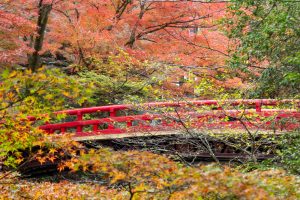岩屋堂公園、紅葉、11月、愛知県瀬戸市の観光・撮影スポットの画像と写真