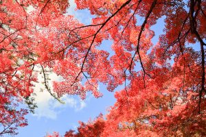 岩屋堂公園、紅葉、11月、愛知県瀬戸市の観光・撮影スポットの画像と写真