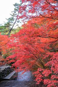 岩屋堂公園、紅葉、11月、愛知県瀬戸市の観光・撮影スポットの画像と写真