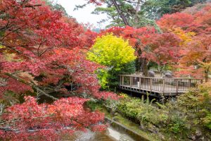 岩屋堂公園、紅葉、11月、愛知県瀬戸市の観光・撮影スポットの画像と写真