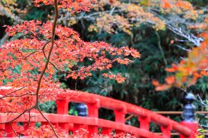 岩屋堂公園、紅葉、11月、愛知県瀬戸市の観光・撮影スポットの画像と写真