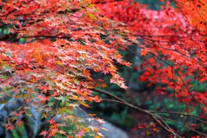 岩屋堂公園、紅葉、11月、愛知県瀬戸市の観光・撮影スポットの画像と写真