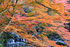 岩屋堂公園、紅葉、11月、愛知県瀬戸市の観光・撮影スポットの画像と写真