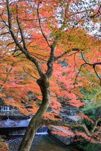 岩屋堂公園、紅葉、11月、愛知県瀬戸市の観光・撮影スポットの画像と写真