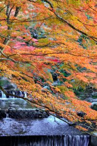 岩屋堂公園、紅葉、11月、愛知県瀬戸市の観光・撮影スポットの画像と写真
