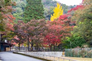 岩屋堂公園、紅葉、11月、愛知県瀬戸市の観光・撮影スポットの画像と写真