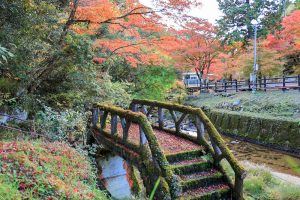 岩屋堂公園、紅葉、11月、愛知県瀬戸市の観光・撮影スポットの画像と写真