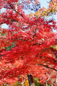 岩屋堂公園、紅葉、11月、愛知県瀬戸市の観光・撮影スポットの画像と写真