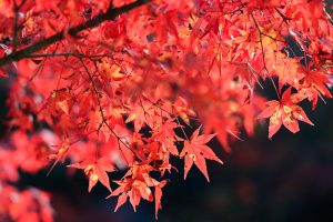 岩屋堂公園、紅葉、11月、愛知県瀬戸市の観光・撮影スポットの画像と写真