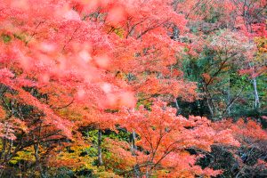 岩屋堂公園、紅葉、11月、愛知県瀬戸市の観光・撮影スポットの画像と写真岩屋堂公園、紅葉、11月、愛知県瀬戸市の観光・撮影スポットの画像と写真