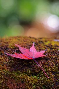 岩屋堂公園、紅葉、11月、愛知県瀬戸市の観光・撮影スポットの画像と写真