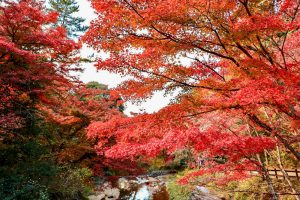 岩屋堂公園、紅葉、11月、愛知県瀬戸市の観光・撮影スポットの画像と写真