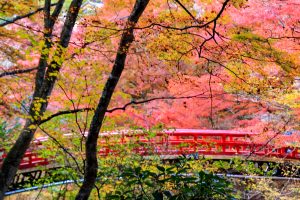 岩屋堂公園、紅葉、11月、愛知県瀬戸市の観光・撮影スポットの画像と写真