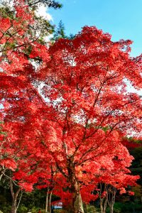 岩屋堂公園、紅葉、11月、愛知県瀬戸市の観光・撮影スポットの画像と写真