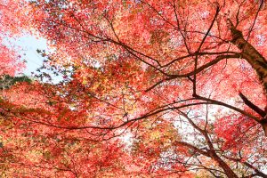 岩屋堂公園、紅葉、11月、愛知県瀬戸市の観光・撮影スポットの画像と写真