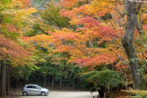 岩屋堂公園、紅葉、11月、愛知県瀬戸市の観光・撮影スポットの画像と写真